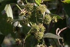 Uncaria sessilifructus